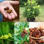 De Semilla a Especia: Cómo Cultivar Anís en Casa