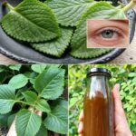 El Poder del Oreganón: Un Remedio Natural para la Salud Ocular