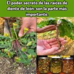 El Poder Secreto de las Raíces de Diente de León: Beneficios y Usos