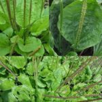 Llantén: La Planta Milagrosa para Cicatrizar Llagas y Úlceras Varicosas