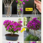 Potencia el Crecimiento de Tu Buganvilla: Cuidados y Trucos de Poda para una Florescencia Abundante 🌺✨