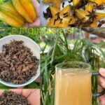 Elimina Diabetes y Más con esta Bebida Natural