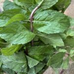 Hierba Buena: Beneficios, Usos y Recetas con Menta