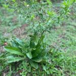 Descubre el Culantro: La Hierba Esencial para Cocinar y Curar
