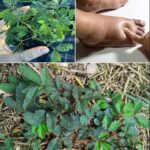 Mimosa Pudica: La Planta Curativa que Debes Conocer