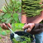 Todo sobre el Llantén: Beneficios, Recetas y Remedios Naturales