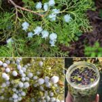 Las Bayas de Enebro: Un Tesoro Natural para Tu Salud