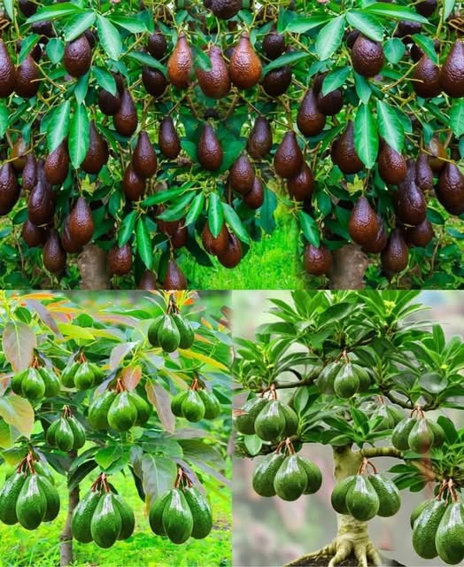 Árboles de aguacate