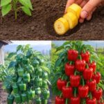 El Secreto Natural para Cultivar Pimientos Saludables